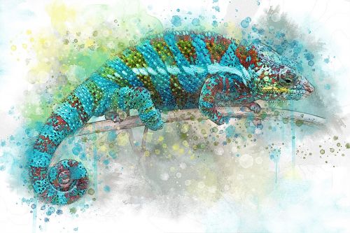 chameleon reptile lizard