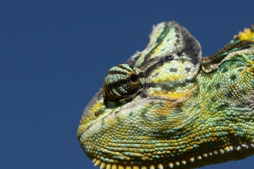 chameleon reptile green