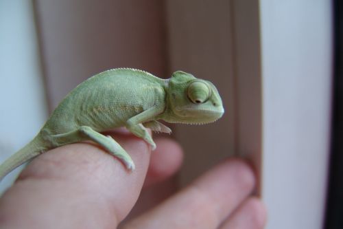 chameleon yemen chameleon green