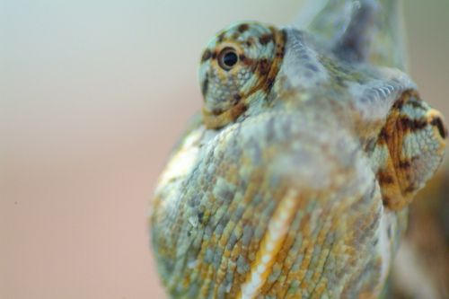 chameleon eye reptile