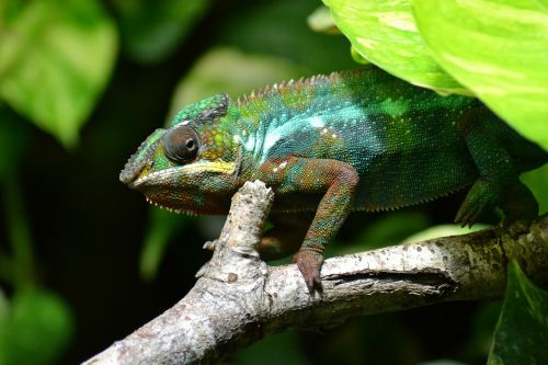 chameleon lizard multi-coloured