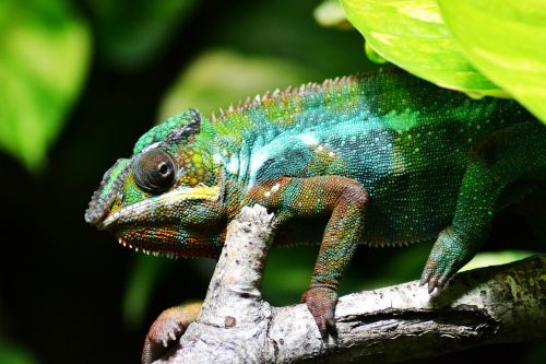 chameleon lizard multi-coloured