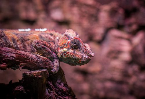 chameleon exotarium nature