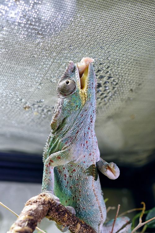 chameleon chameleon tongue head