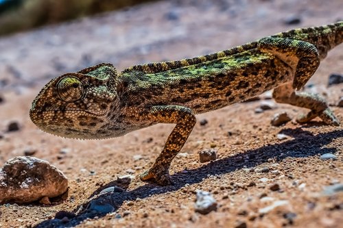 chameleon  nature  reptile