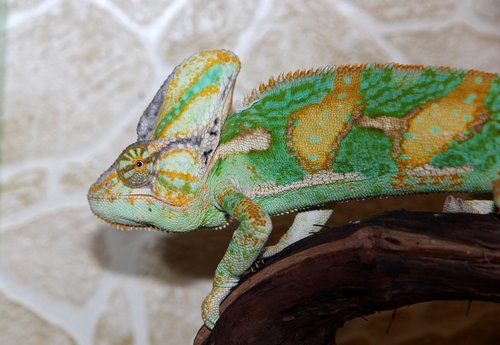 chameleon  chamaeleo calyptratus  yemen chameleon