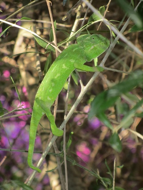 chameleon  green  lizard