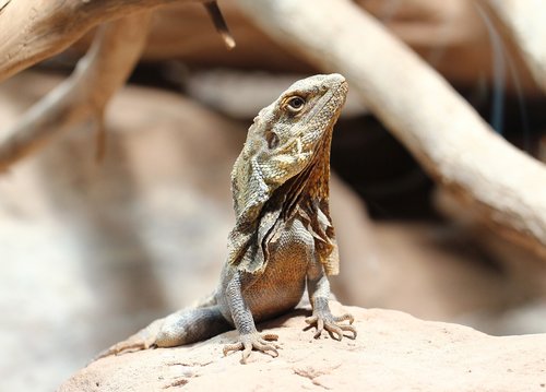 chameleon  reptile  animal world