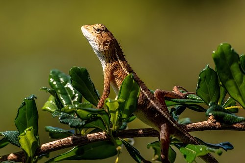 chameleon  animal  lizard