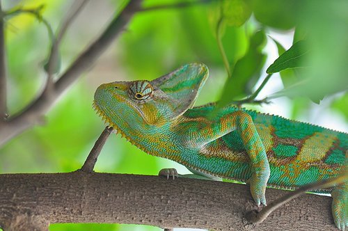 chameleon  wildlife  branch