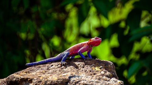 chameleon  kenya  reptile