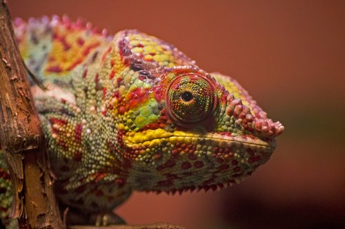 chameleon  color  bright