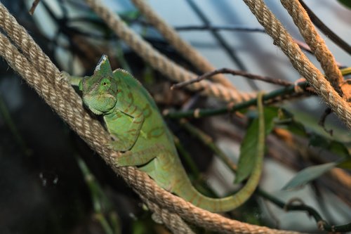 chameleon  lizard  reptile
