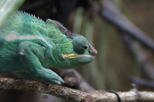 chameleon green reptile