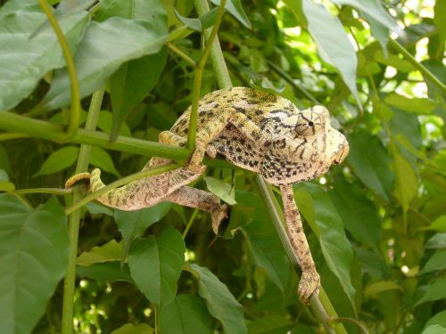 chameleon reptile insect eater