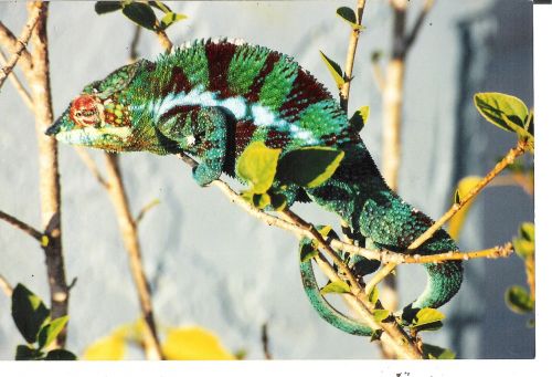 chameleon lizard reptile