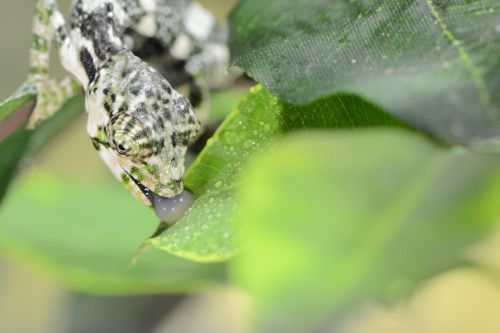 chameleon lizard camouflage