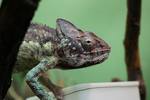 chameleon feeding terrarium