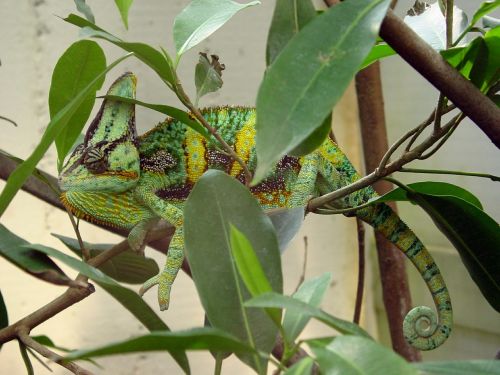 chameleon zoo reptile