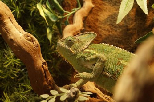 chameleon yemen chameleon animal