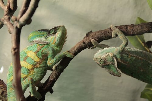 chameleon chameleons bough