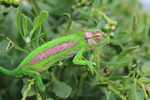 chameleon cape chameleon lizard