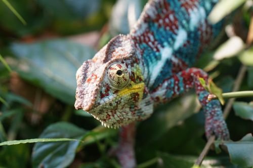 chameleon lizard insect eater