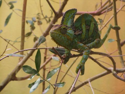 chameleon lizard branches