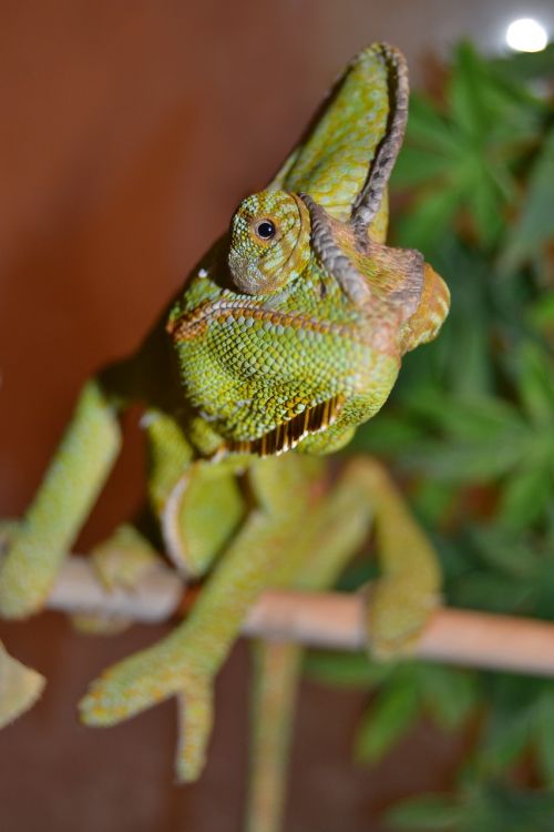 chameleon pet green