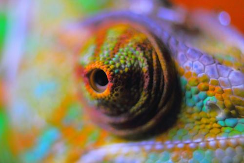 chameleon abstract chameleon reptile