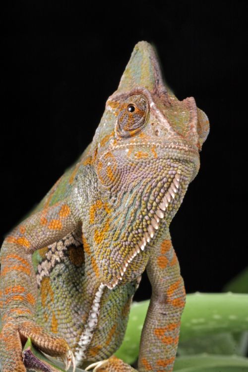 Chameleon Macro Portrait