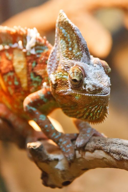 Chameleon Portrait