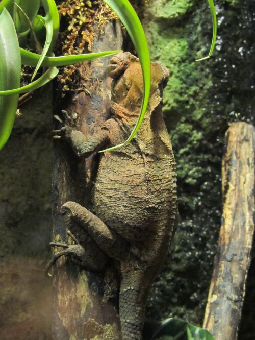 Chameleon Resting