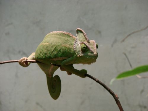 chameleons iguana chamaeleonidae