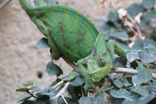 chameleons chamaeleonidae green