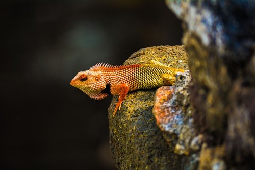 chamilion  colorful  nature