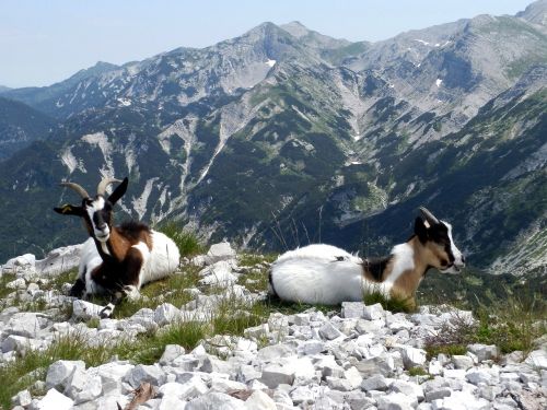 chamois mountain goats