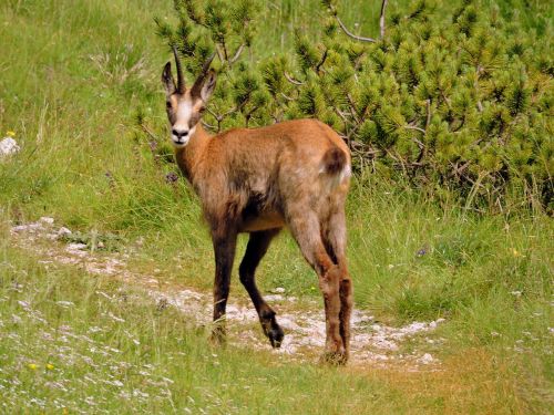 chamois trail mountain