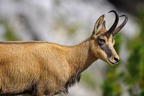 chamois  capra ibex  animal