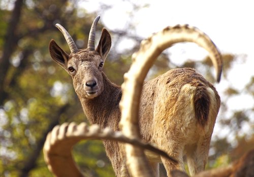 chamois  capricorn  climb