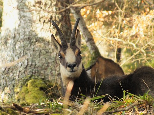 chamois  forest  wild