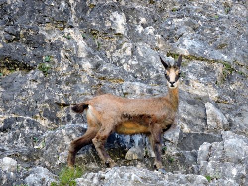 chamois mountain rock