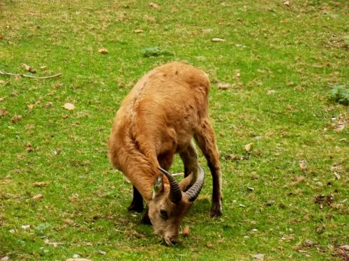 chamois animal deer