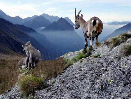 chamois with young animals high mountains switzerland