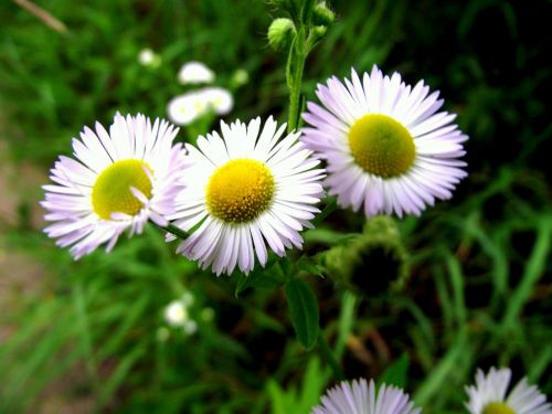 chamomile grass wild flowers