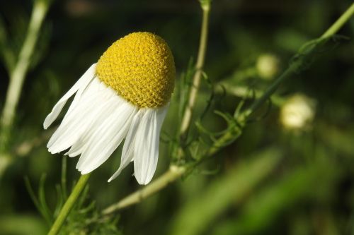 chamomile chamomile flower composites