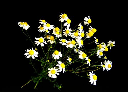 chamomile summer flower white