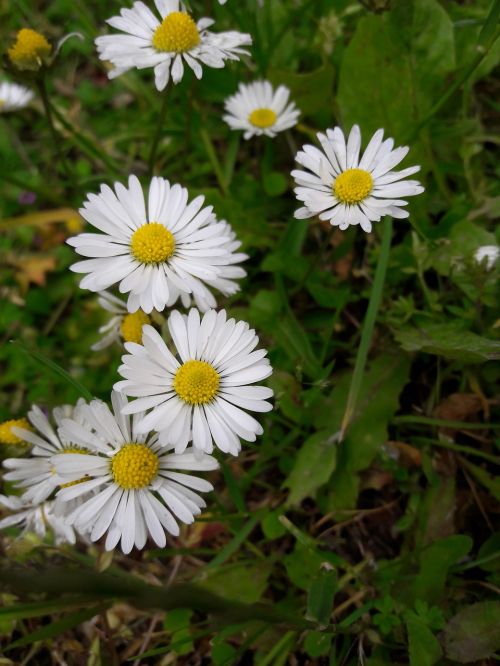 chamomile flower nature