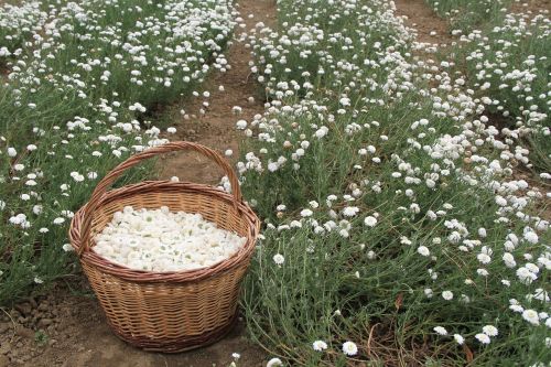 chamomile medicinal plants nature