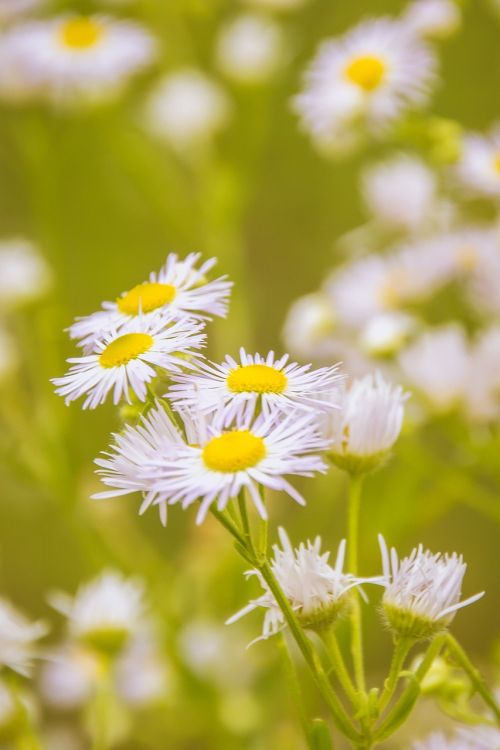 chamomile flower meadow